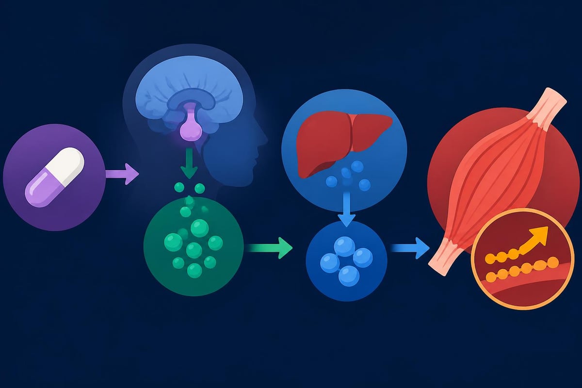 Growth hormone pathway