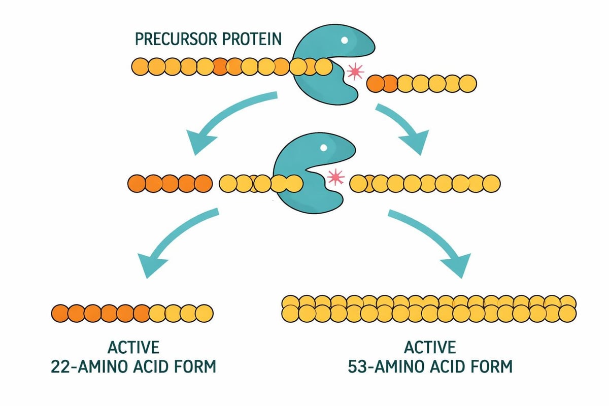 CNP protein synthesis process