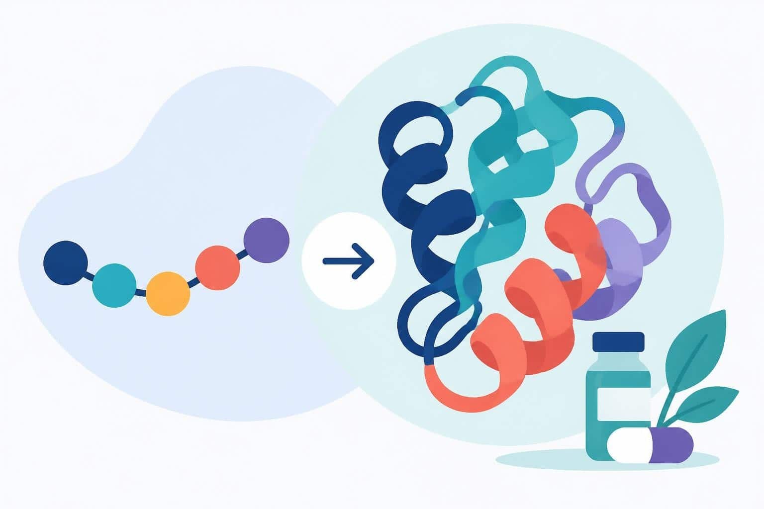 Peptide Protein: Structure, Benefits & Applications
